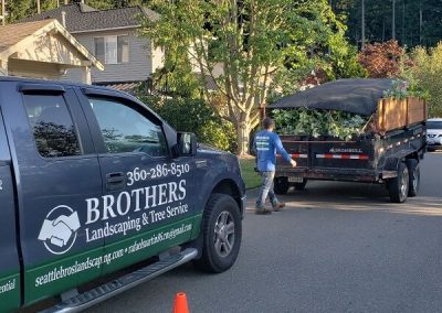 Tree Trimming