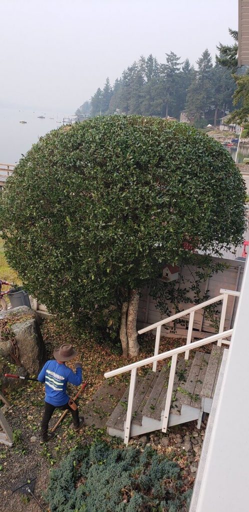 Tree Planting Service